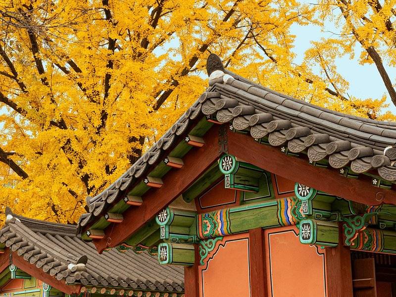 A tiled hanok roof against a ginkgo tree in full autumn colour